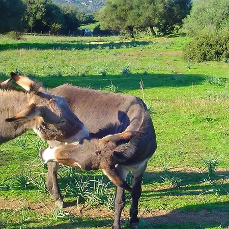 Maison De Charme Proche En Corse Du Sud