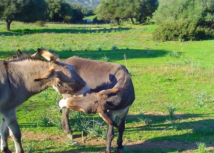 Maison De Charme Proche En Corse Du Sud